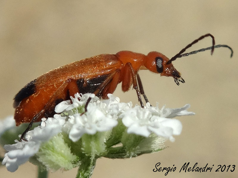 Zonitis flava (Meloidae)